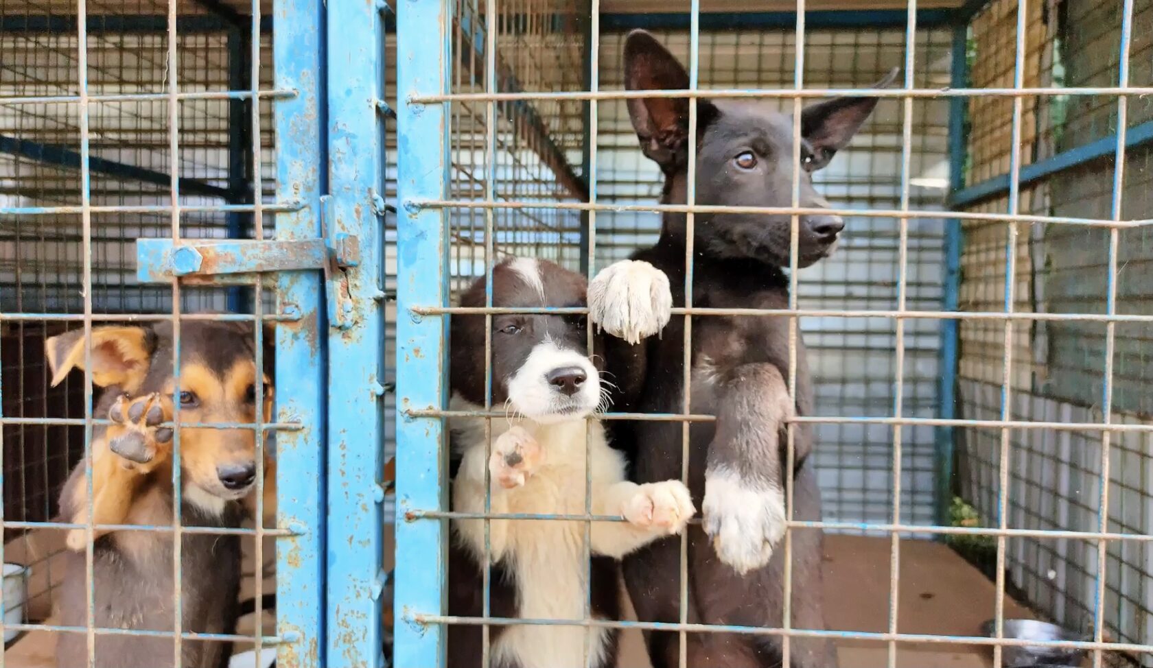 В Башкирии стартовал федеральный проект «Спасая животных, спасаем детей!» В Башкирии стартовал федеральный проект «Спасая животных, спасаем детей!»