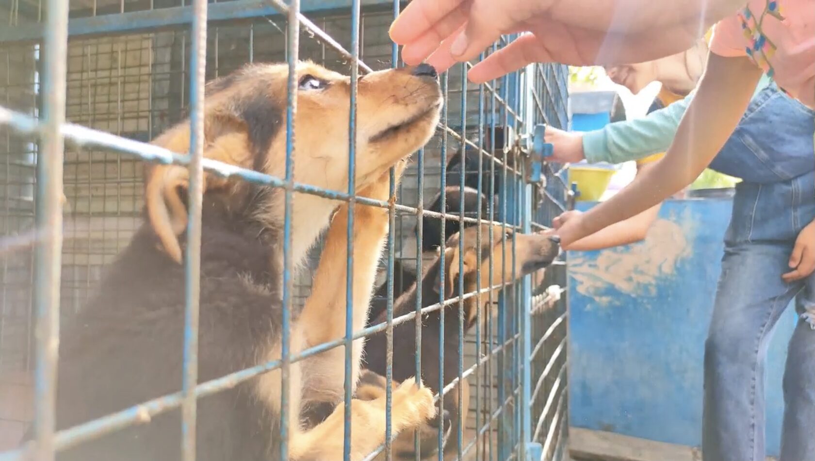 В Башкирии стартовал федеральный проект «Спасая животных, спасаем детей!» В Башкирии стартовал федеральный проект «Спасая животных, спасаем детей!»