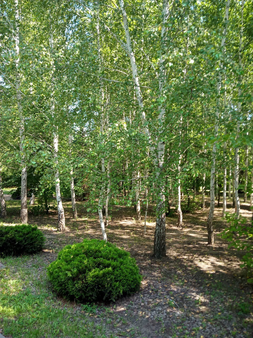 Белгородские «ЗЕЛЁНЫЕ» проверили лесные культуры Ровеньского района Белгородские «ЗЕЛЁНЫЕ» проверили лесные культуры Ровеньского района