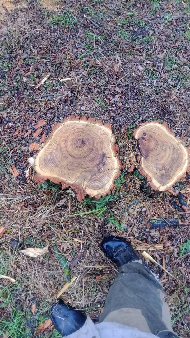 Ростовские «ЗЕЛЁНЫЕ» провели рейд в лесополосе посёлка Южный по факту вырубки деревьев