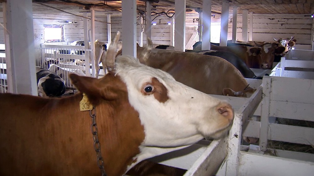 КОМСОМОЛЬСКАЯ ПРАВДА: Навозный вопрос или почему экологи против загрязнения полей отходами животных КОМСОМОЛЬСКАЯ ПРАВДА: Навозный вопрос или почему экологи против загрязнения полей отходами животных