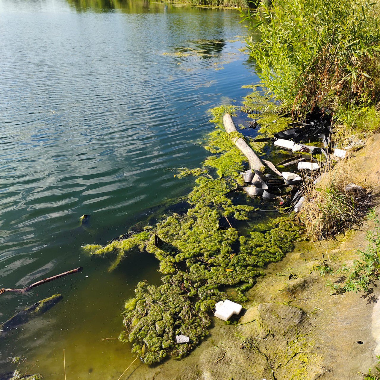 «ЗЕЛЁНЫЕ» призывают властей Казани убрать мусор с берегов озера Кабан «ЗЕЛЁНЫЕ» призывают властей Казани убрать мусор с берегов озера Кабан