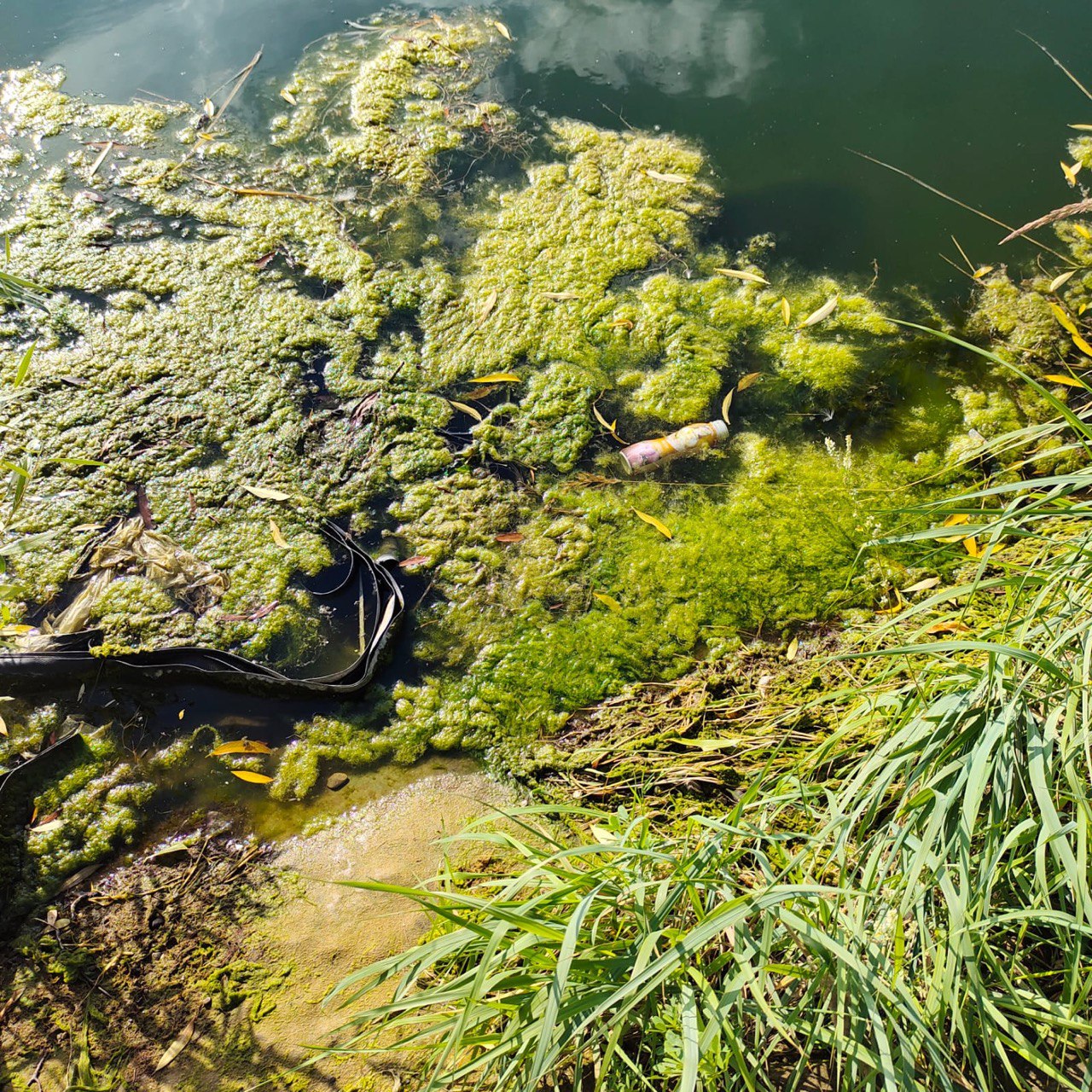 «ЗЕЛЁНЫЕ» призывают властей Казани убрать мусор с берегов озера Кабан «ЗЕЛЁНЫЕ» призывают властей Казани убрать мусор с берегов озера Кабан