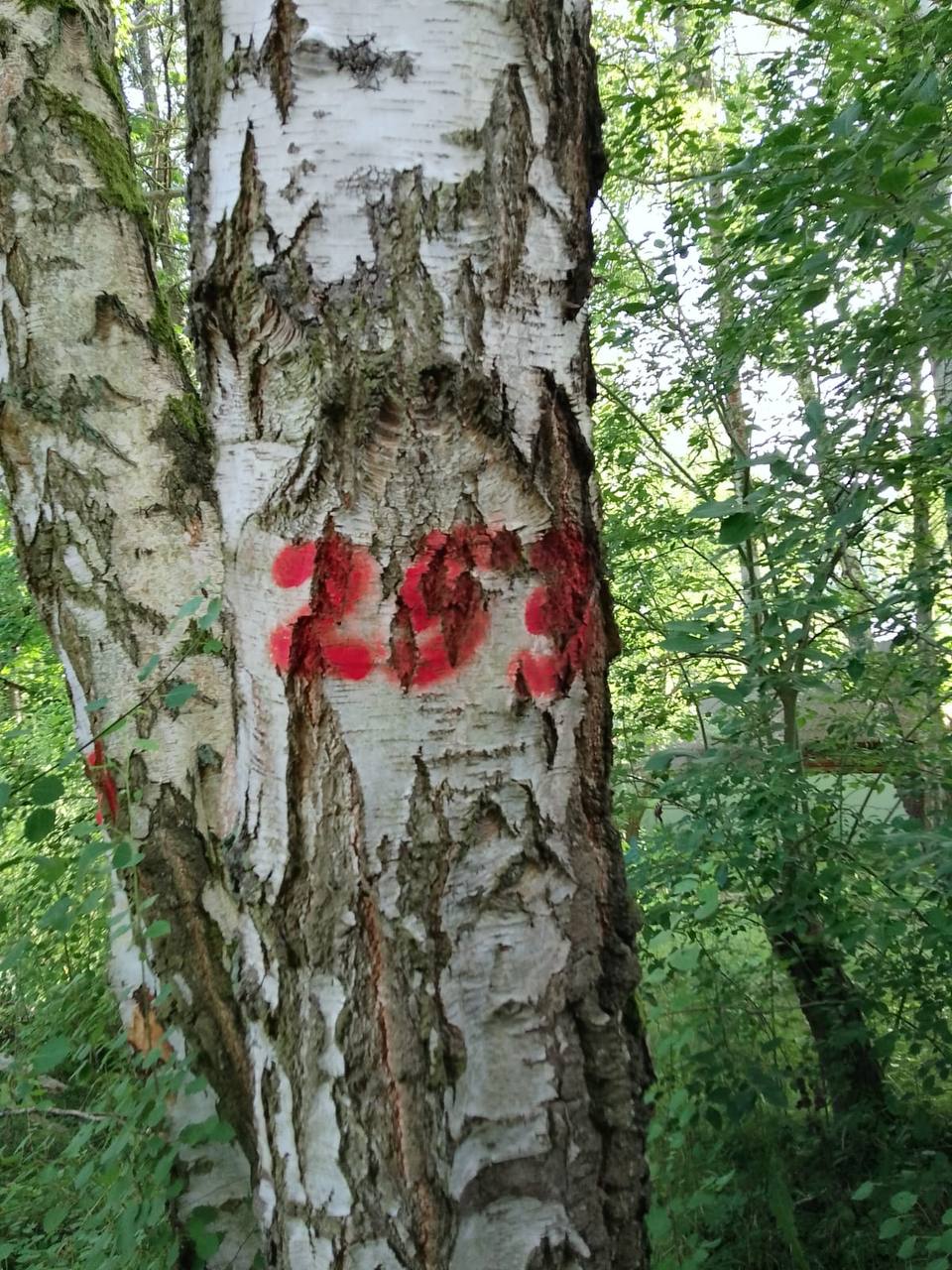 «ЗЕЛЁНЫЕ» требуют проверить законность массовой вырубки деревьев в Светлогорске