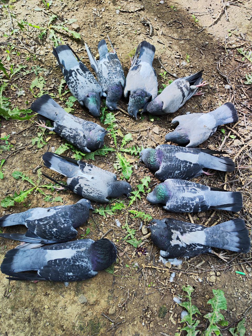 «ЗЕЛЁНЫЕ» выясняют причины массового падежа голубей в Мытищах