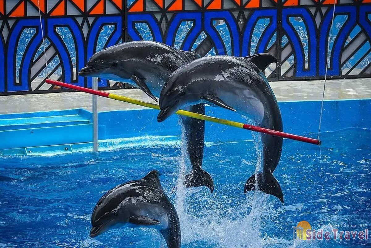 «ЗЕЛЁНЫЕ» настаивают на запрете покупки цирками животных, рожденных на воле