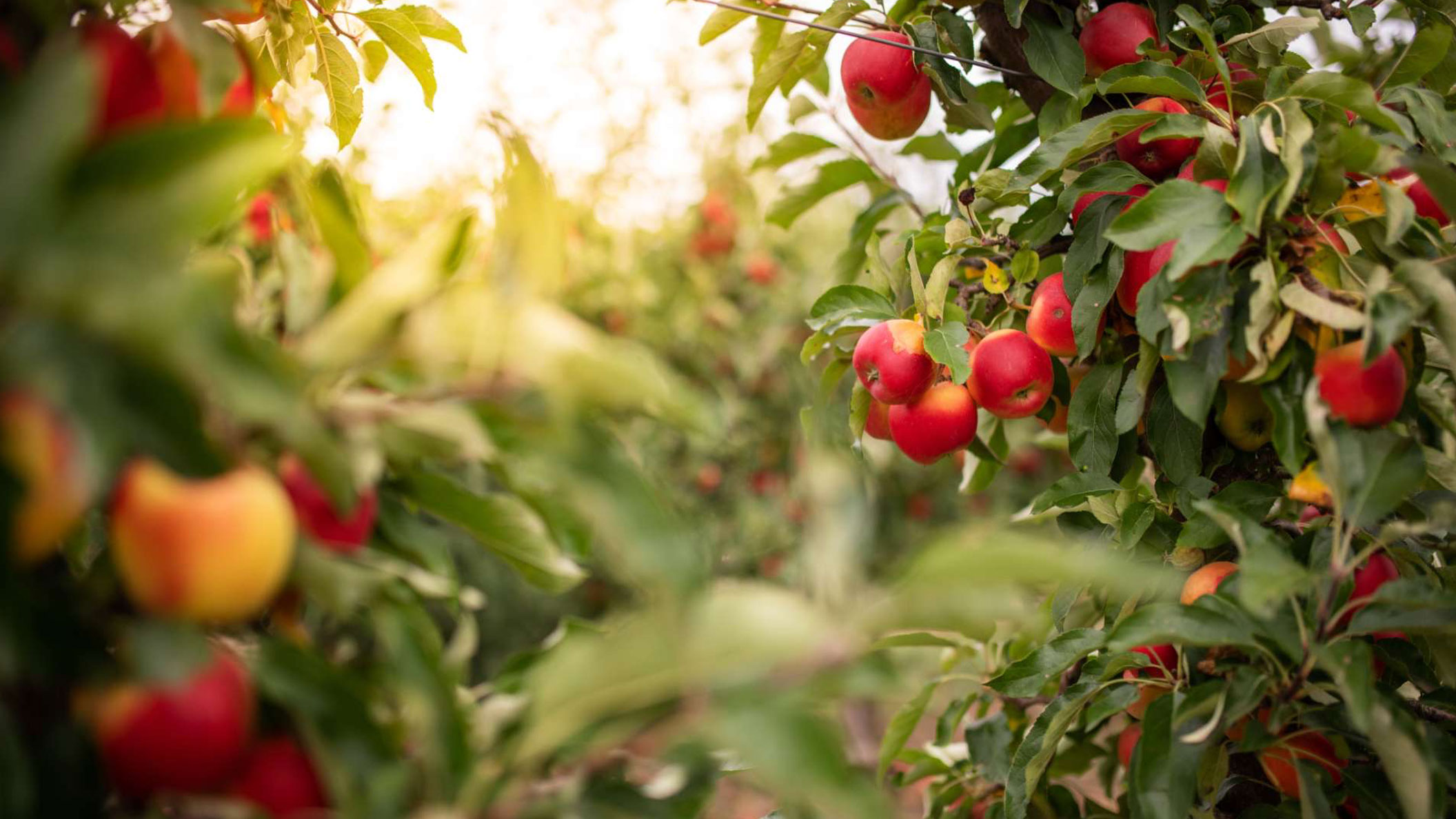 Незаконная вырубка яблоневого сада в с. Старая Лопань
