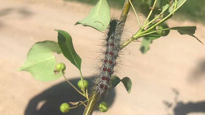 В ответ на обращение «ЗЕЛЁНЫХ» Рослесхоз сообщил, что на борьбу с непарным шелкопрядом выделят более 700 миллионов рублей