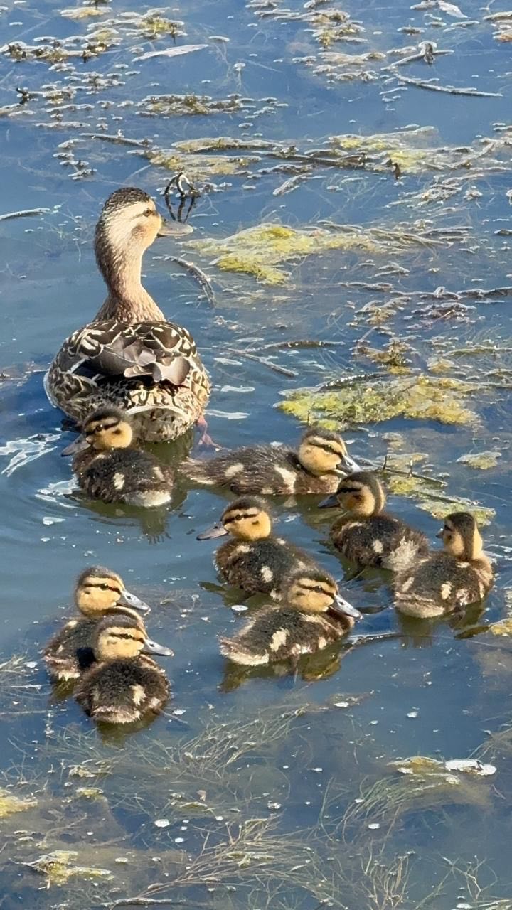 Московские «ЗЕЛЁНЫЕ» обратилась в природоохранные ведомства по факту угрозы биоразнообразию Верхнего Люблинского пруда Московские «ЗЕЛЁНЫЕ» обратилась в природоохранные ведомства по факту угрозы биоразнообразию Верхнего Люблинского пруда