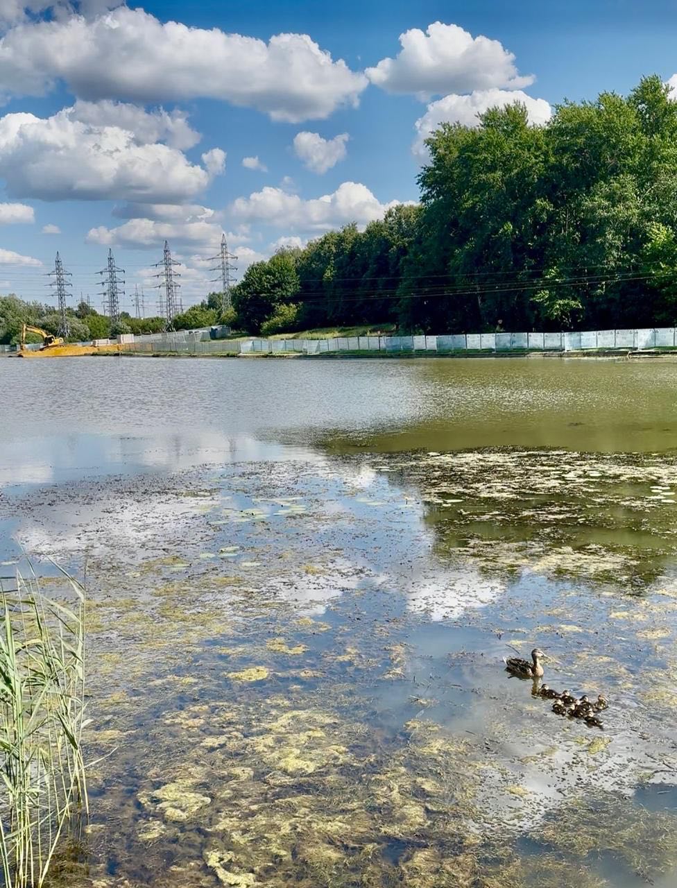Московские «ЗЕЛЁНЫЕ» обратилась в природоохранные ведомства по факту угрозы биоразнообразию Верхнего Люблинского пруда Московские «ЗЕЛЁНЫЕ» обратилась в природоохранные ведомства по факту угрозы биоразнообразию Верхнего Люблинского пруда