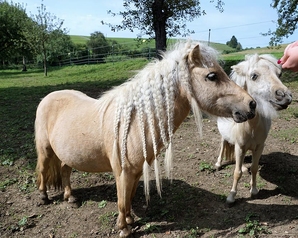 Ростовские «зелёные» подключились к спасению пони в парке «Дружба»