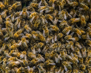 ВЗГЛЯД: "Зелёные" призвали усилить контроль за использованием пестицидов из-за гибели пчел