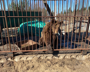 Архангельские «Зелёные» обратились в прокуратуру с требованием спасти «вельского медведя»