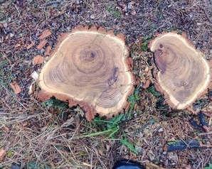 Ростовские «Зелёные» провели рейд в лесополосе посёлка Южный по факту вырубки деревьев 