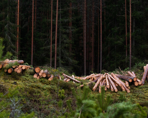 Мордовские «Зелёные» помогают предотвратить вырубку деревьев из-за ошибки кадастрового инженера