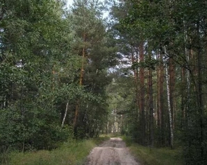 Самарские «Зелёные» выступают против вырубки леса в Тольятти