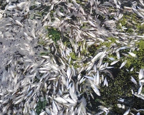 Самарские «зелёные» требуют модернизировать очистные и перерабатывать сине-зелёные водоросли, чтобы прекратить замор рыбы