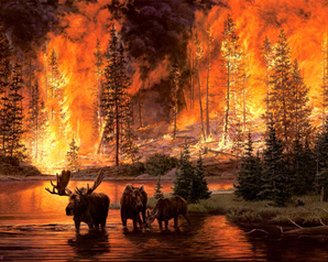Лоси убегают от пожара в лесу