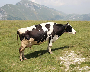 ТВК: Скотомогильник в лесу Сосновоборска