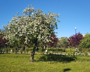 Белгородские «Зелёные» остановили незаконную вырубку яблоневого сада в селе Весёлая Лопань