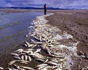 В Пензе из-за загрязнения реки Суры разгорелся экологический скандал 
