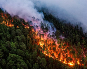 «Зелёные»: Предлагаемая Минприроды методика расчета занижает истинный ущерб от лесных пожаров минимум в 4 раза